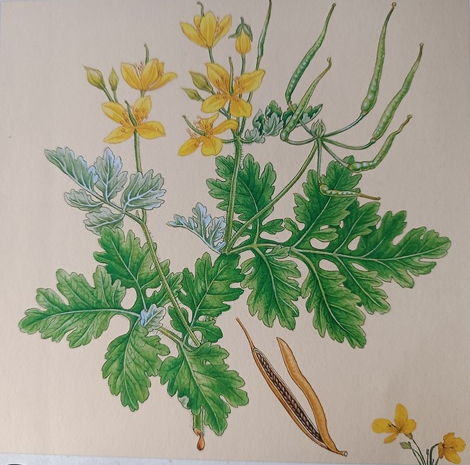 Stinkende Gouwe Stinkende Gouwe Wiki